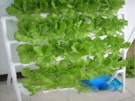 無土栽培式陽臺種菜，這幾種便捷的種植方式你嘗試了嗎？